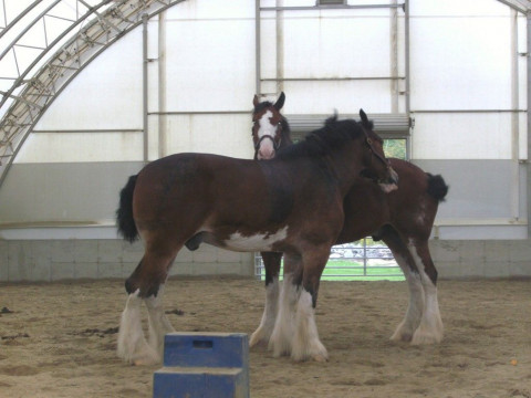 Visit Greene Acre Equestrian Center