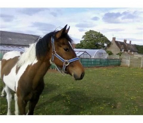 Visit By Lockstock King of The Hill for sale