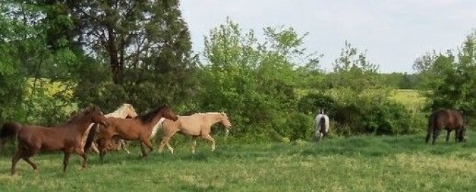 Visit Cedar Glen Farm