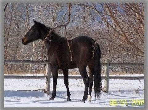 Visit Lynchland Stables