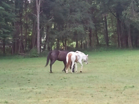 Visit Crystal Lake Equestrian Center