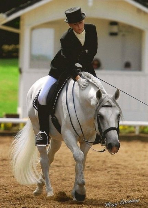 Visit Hallet Training Lesson Program