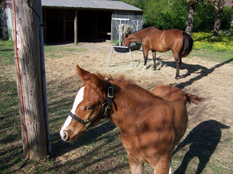 Visit Krista's Corral