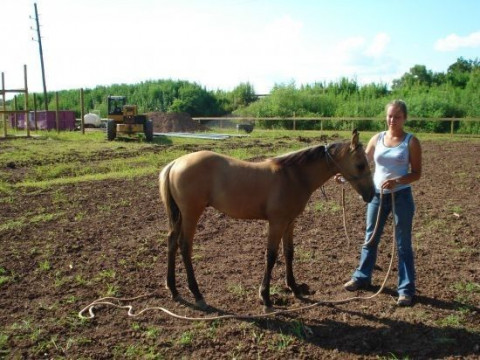 Visit Three Wishes Traveling Natural Horsemanship