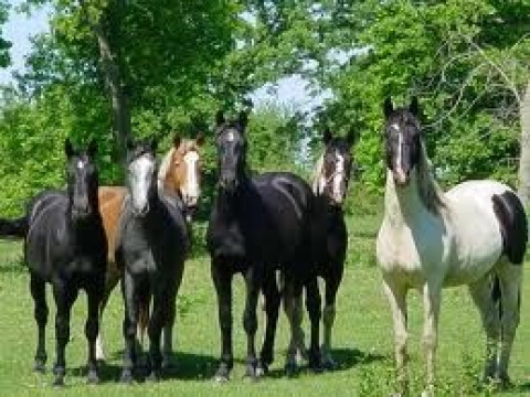 Visit Harmony Natural Horsemanship| Horse Boarding| Premier Board for 2/Months 1000