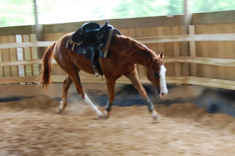 Visit Brigadoon Farm Reining Horses