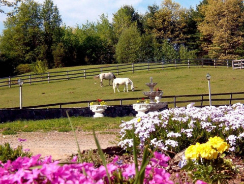 Visit Sons of the Wind-European Classical Dressage School in the USA