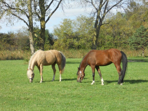 Visit Color of the Wind Horse Farm LLC