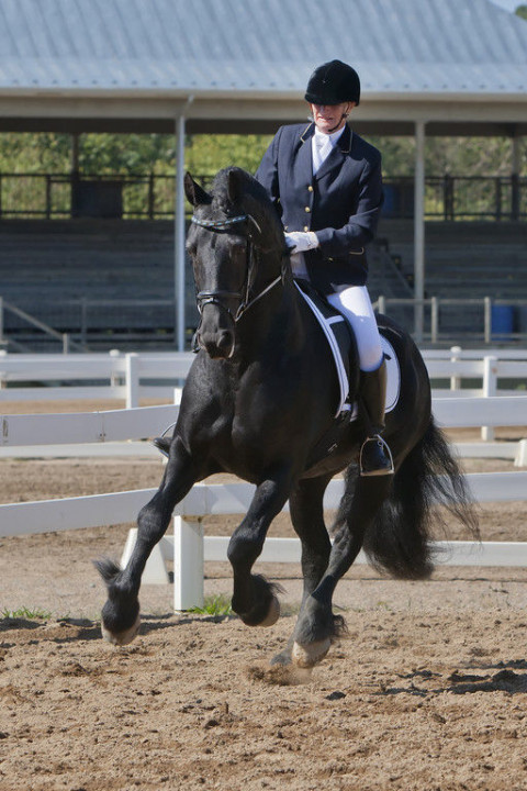 Visit The Solid Rock Farm Dressage