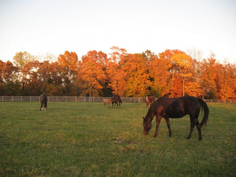 Visit Persimmon Ridge Farm and Stables