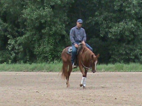 Visit Wilson Performance Horses