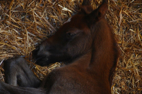 Visit castlefrench Farm