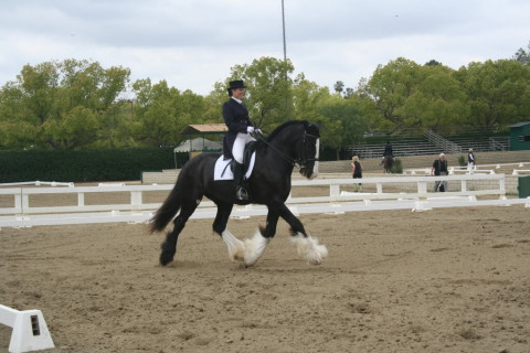 Visit T K Dressage Unlimited