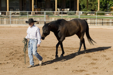 Visit Horse Sensible Horsemanship
