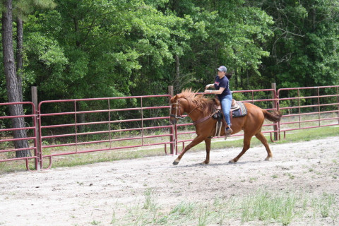 Visit M & R Ranch-Performance Horses of Georgia