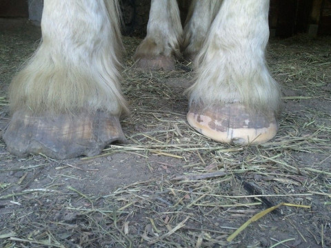 Visit A Fresh Start Equine Services