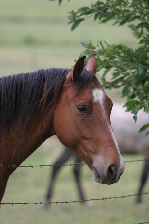 Visit Running Star Ranch