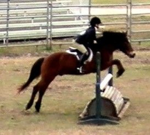 Visit Windsong Farm Venice Horseback riding CAMP  in  VENICE, FL 34292