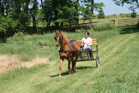 Visit Curtis Stables