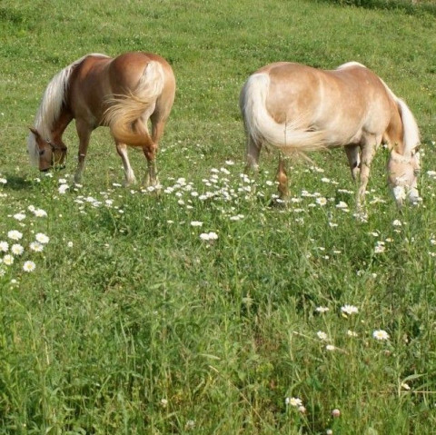 Visit Cessna Stables, LLC