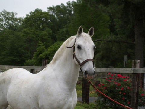 Visit Lucky Acres Stables, Inc.