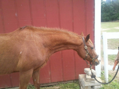 Visit Economical Horse Boarding