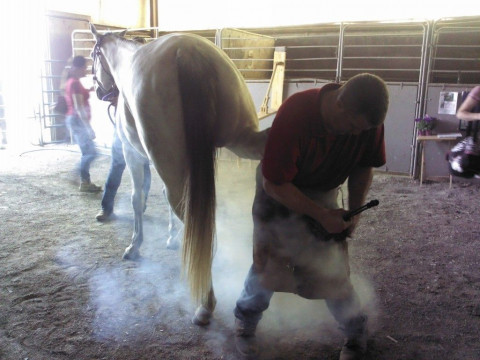 Visit Daniel Puckett Farrier service