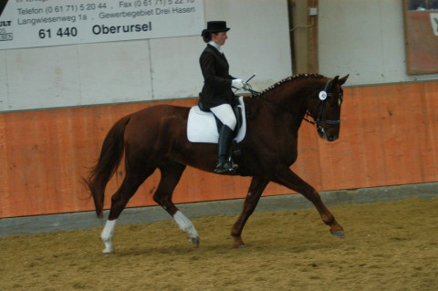 Visit Capricorn Dressage,    Ruth  Vogt