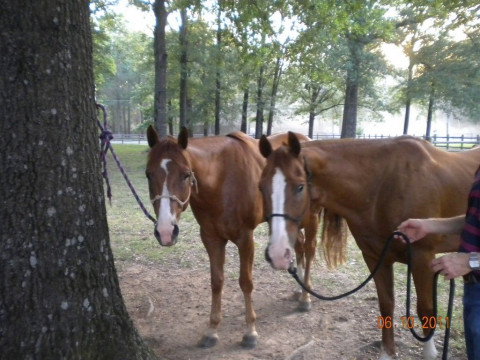 Visit Bayou Meto Stables