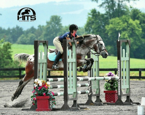 Visit Misty Meadows Stable & Training Facility, LLC