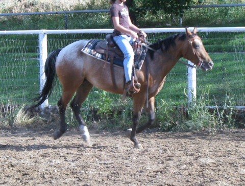 Visit Nayborhood Pony Farm