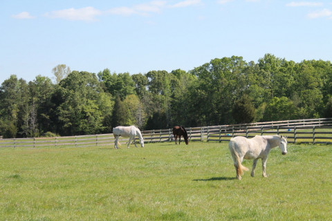 Visit Mulberry Farm