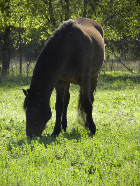 Visit Russell Equestrian Center