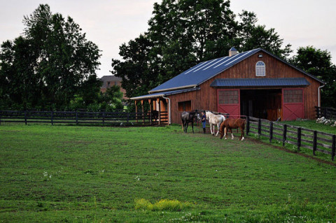 Visit Four Chicks Farm