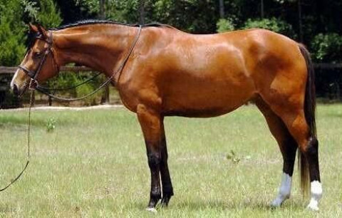 Visit Prestige Hunter Jumpers