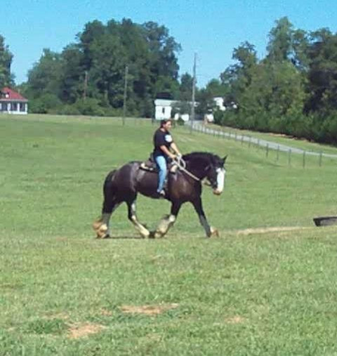 Visit Chiefla Stables Horse Training+From the ground up&Fine Tuning