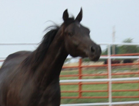 Visit Cargile Arabians, Inc.