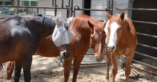 Visit Sumac Hill Farm