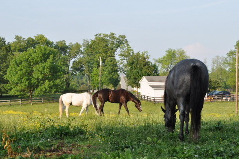 Visit Blue Ribbon Farm