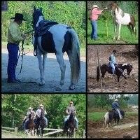 Visit Heavens Gait Farm