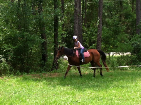 Visit Forest Reins Equine Program