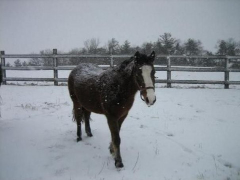 Visit Horse Logic LLC
