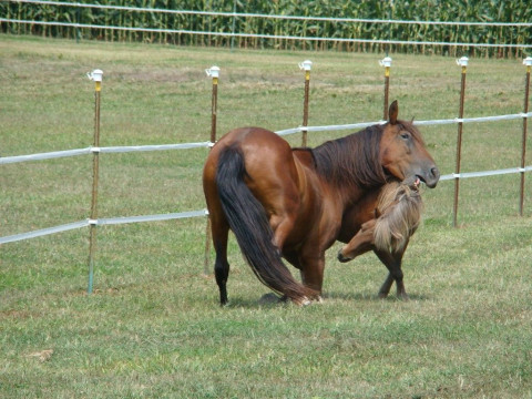 Visit Spirit of Freedom Farm