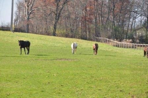 Visit Forest Trails Stable