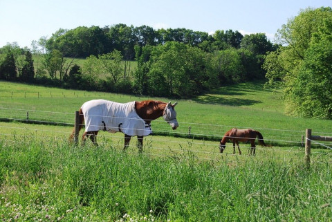 Visit Saddle Creek Farm