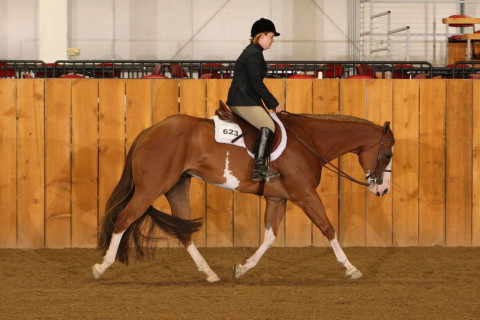 Visit Pitt Performance Horse