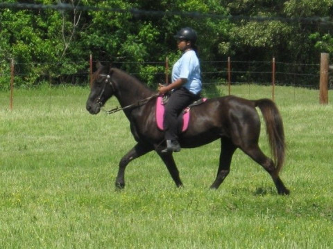 Visit Longbranch Stables