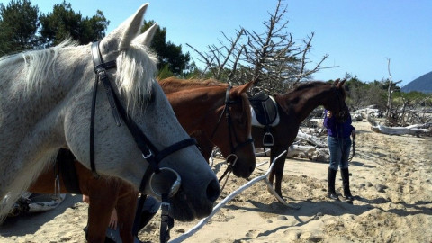 Visit Oregon Horsemanship