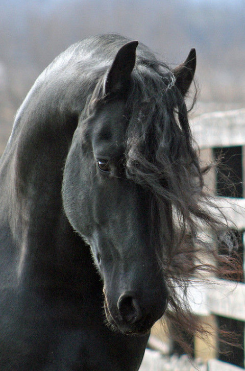 Visit Blackshire Equestrian Centre