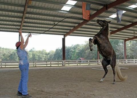 Visit Camelot Farms Equestrian Center